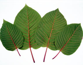 red-vein-thai-kratom-leaf